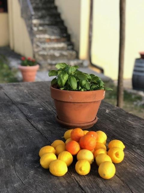 Agriturismo La Posta Reale Castiglion Fibocchi Buitenkant foto